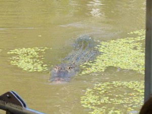 dsc01612 Alligator swimming to our boat.