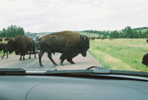 "Do not mess with me, city boy!" snorted the Bison.